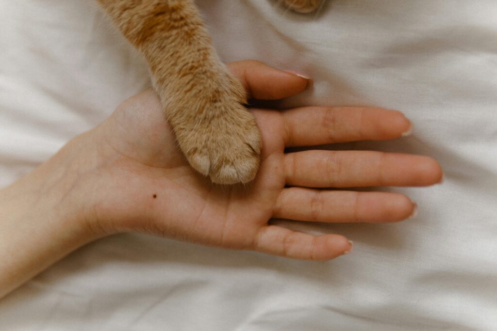 Katzenpfote liegt sanft in einer Hand