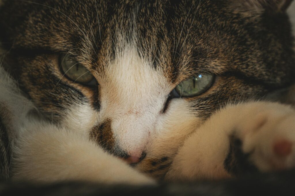 Katze liegt entspannt und ruht