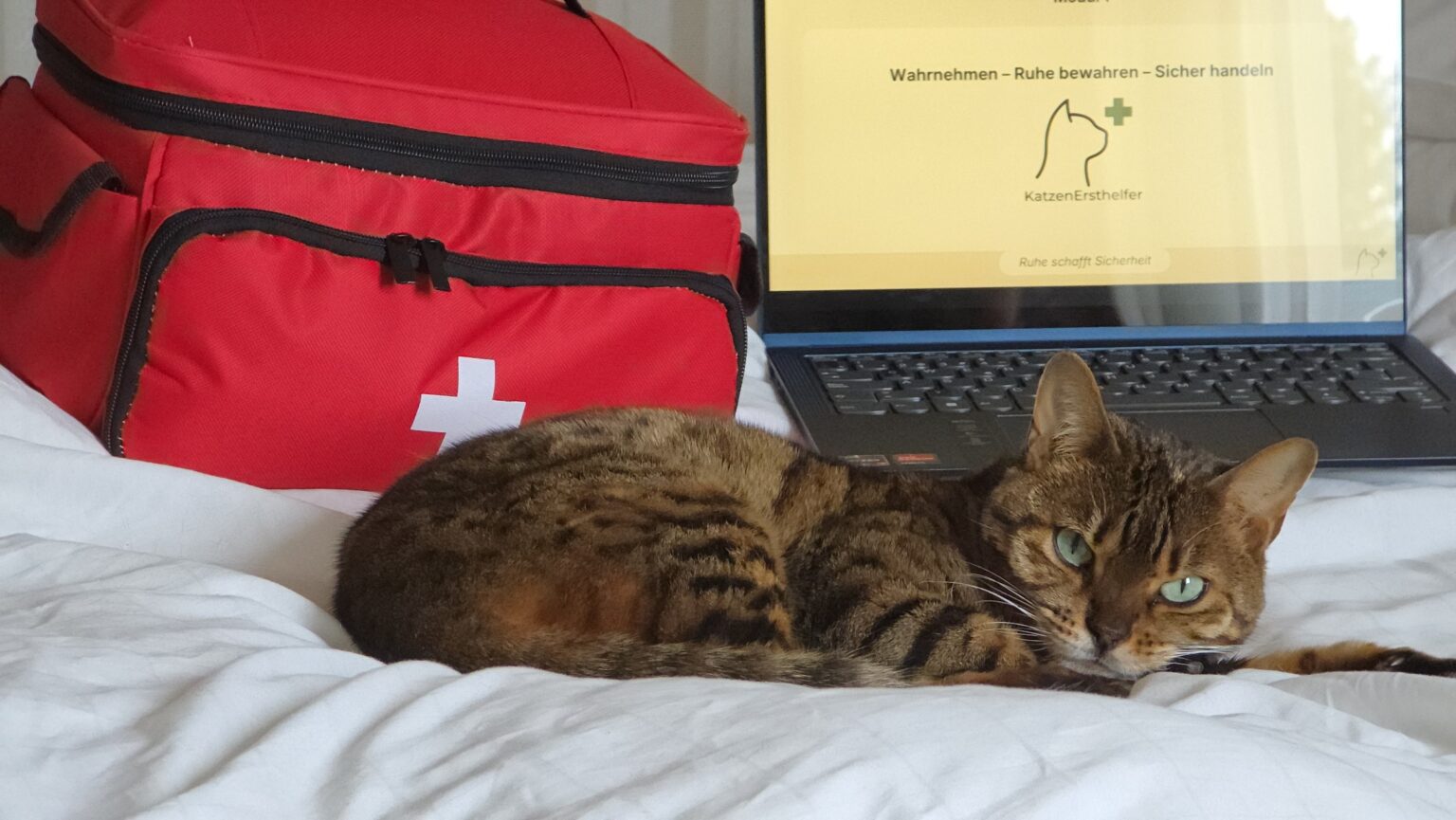Bengal vor einer Erste-Hilfe-Tasche und dem geöffneten KatzenErsthelfer Onlinekurs