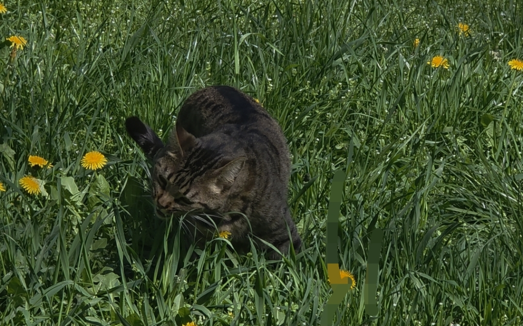 Kater knabbert an Gras