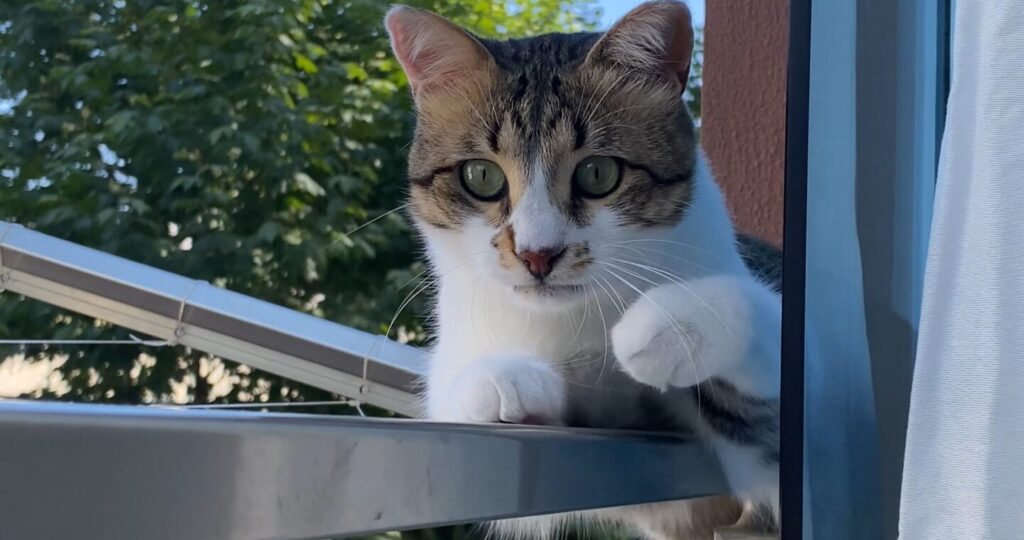 Katze sitzt am Fenster