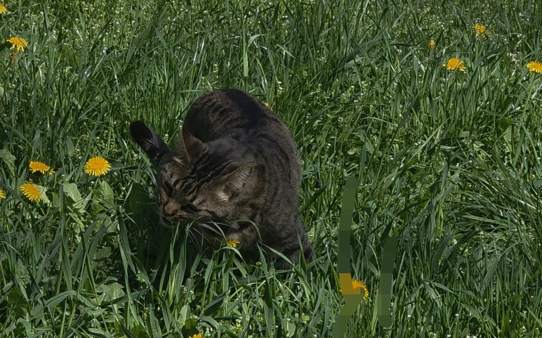 Kater Mr. Lucy neben einer Zimmerpflanze