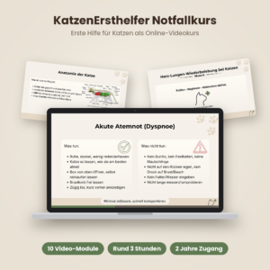 KatzenErsthelfer Notfallkurs: Erste Hilfe für Katzen online