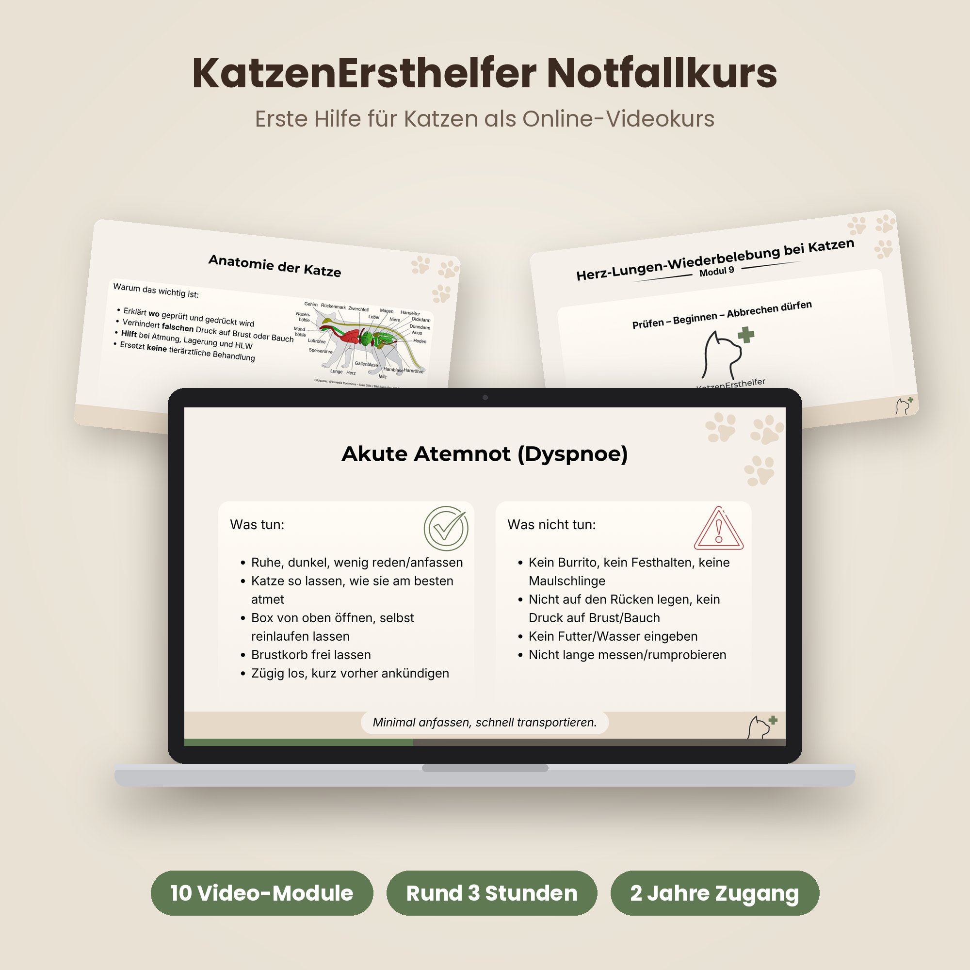 KatzenErsthelfer Notfallkurs: Erste Hilfe für Katzen online