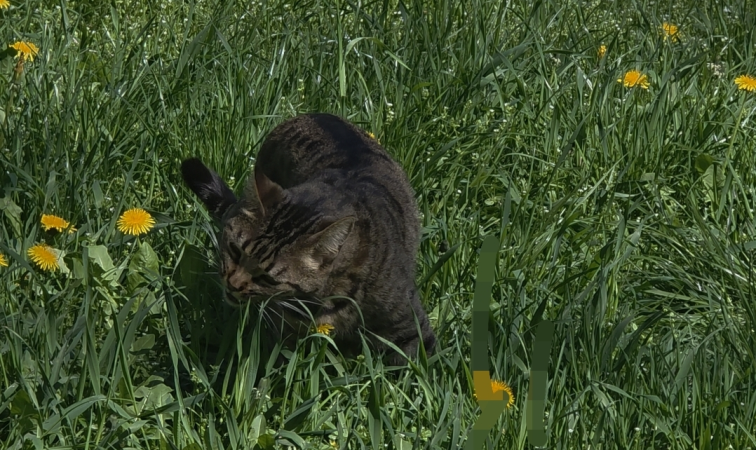 mr lucy pflanze