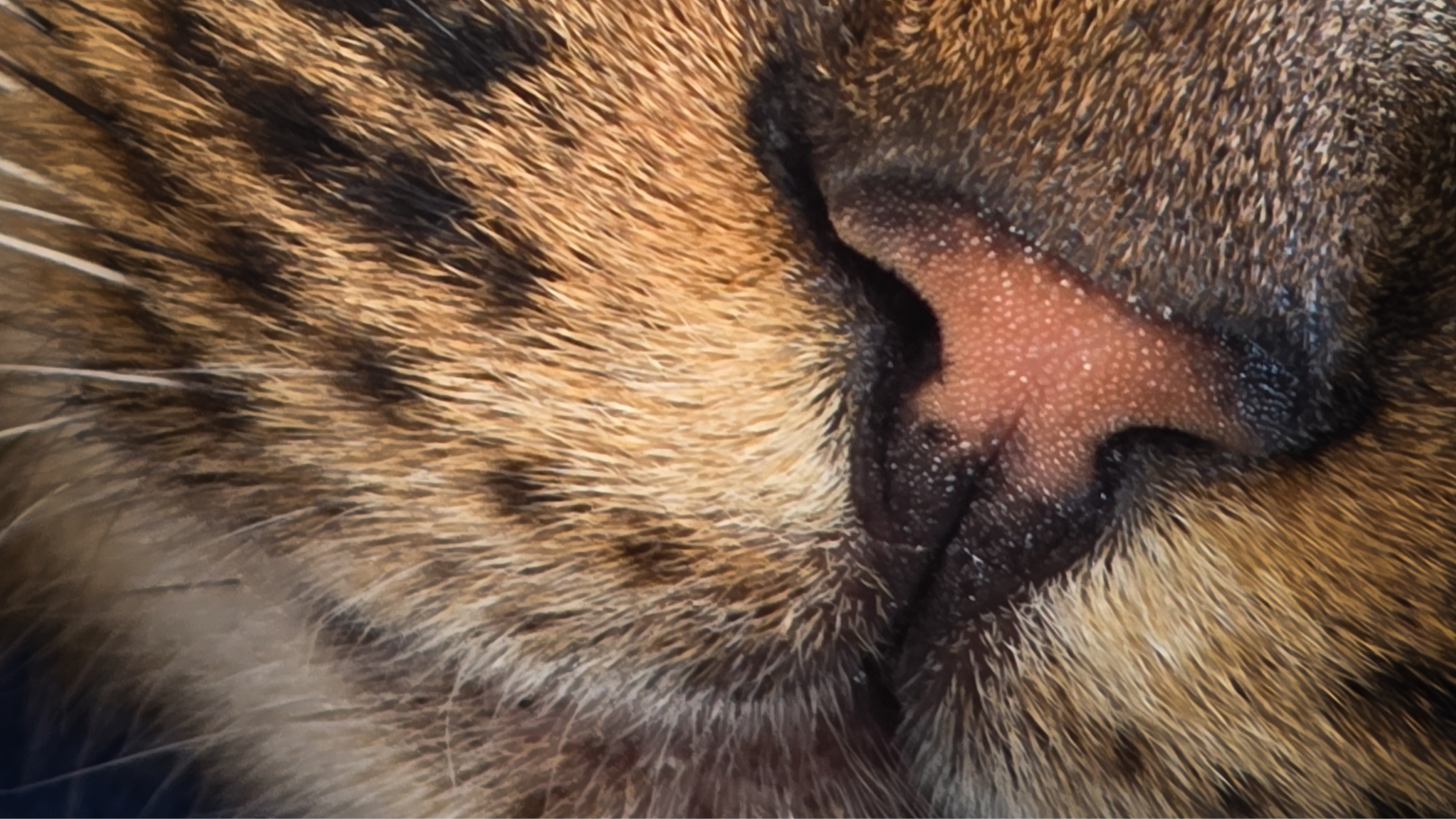 nase